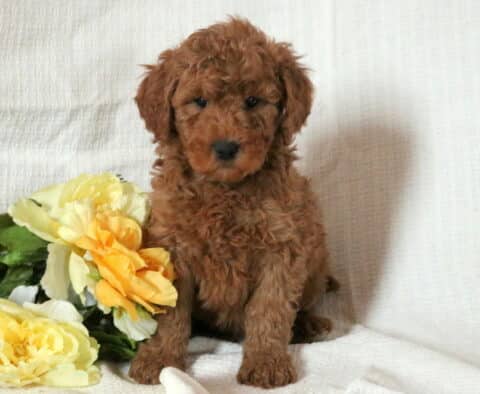 Mini Goldendoodle puppy with a curly red coat sitting on a white blanket beside yellow flowers, looking sweet and attentive toward the camera.
