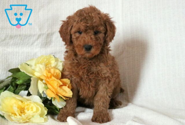 Mini Goldendoodle puppy with a curly red coat sitting on a white blanket beside yellow flowers, looking sweet and attentive toward the camera. image