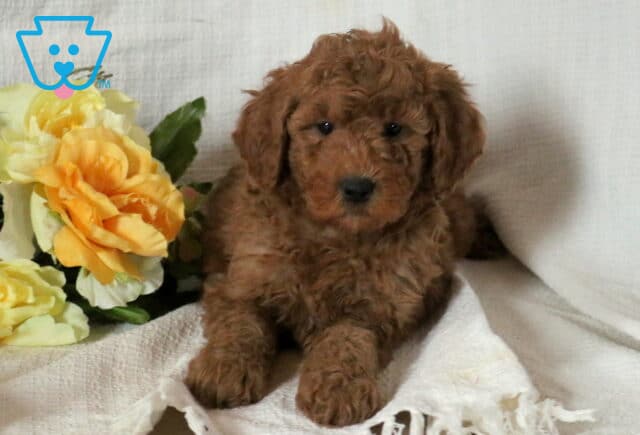 Mini Goldendoodle puppy with a fluffy curly red coat resting on a white textured blanket beside soft yellow flowers, gazing gently toward the camera. image