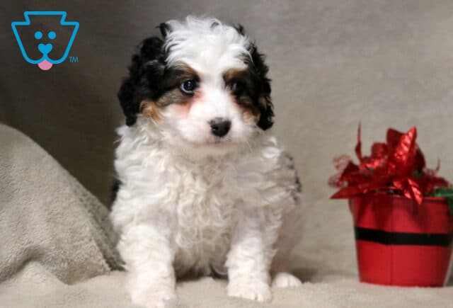 Johnny Mini Bernedoodle image