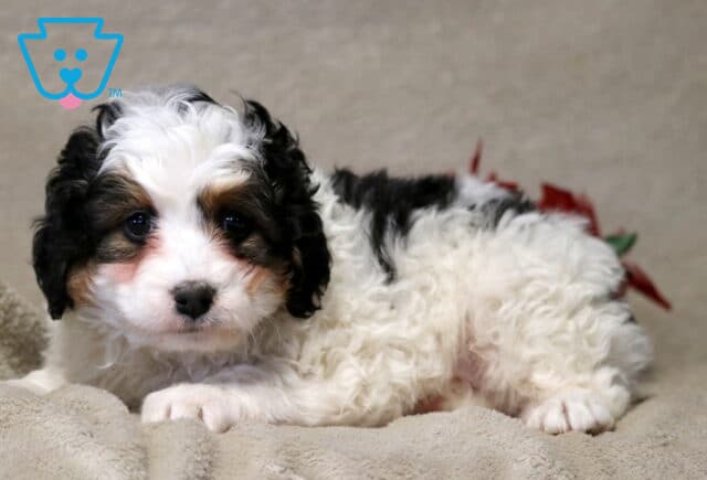 Johnny Mini Bernedoodle2 image