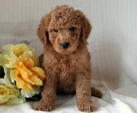 Mini Goldendoodle puppy with a soft curly red coat sitting on a white textured blanket next to pale yellow flowers, gazing sweetly at the camera.