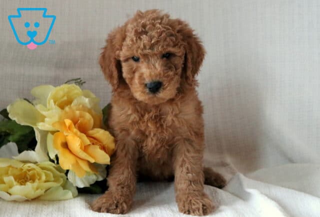 Mini Goldendoodle puppy with a soft curly red coat sitting on a white textured blanket next to pale yellow flowers, gazing sweetly at the camera. image