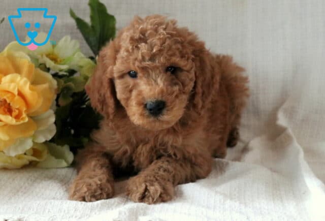 Mini Goldendoodle puppy with a fluffy curly apricot coat lying on a white blanket beside soft yellow flowers, looking gently toward the camera. image