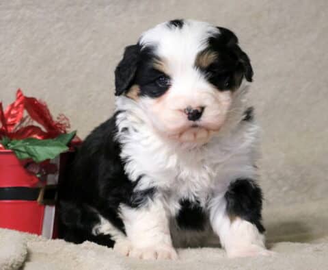 Joker Mini Bernedoodle