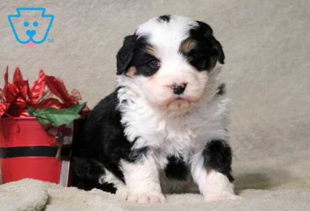 Joker Mini Bernedoodle image