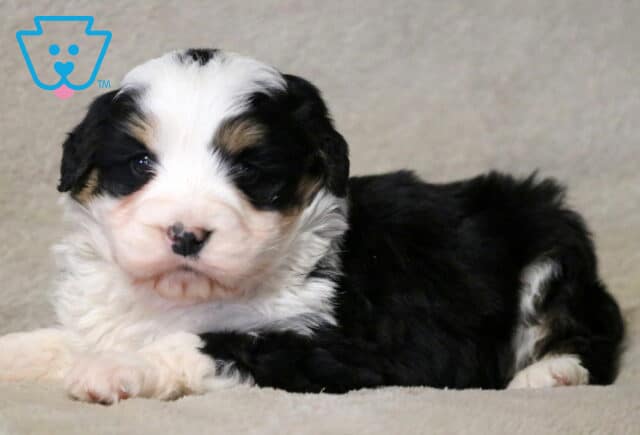 Joker Mini Bernedoodle2 image