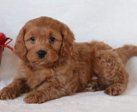 Joseph Cavapoo