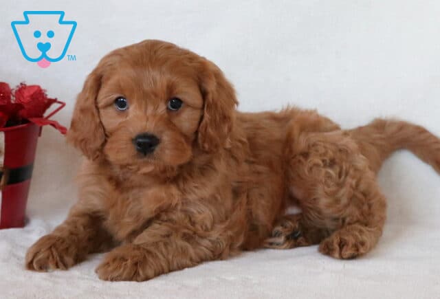 Joseph Cavapoo image
