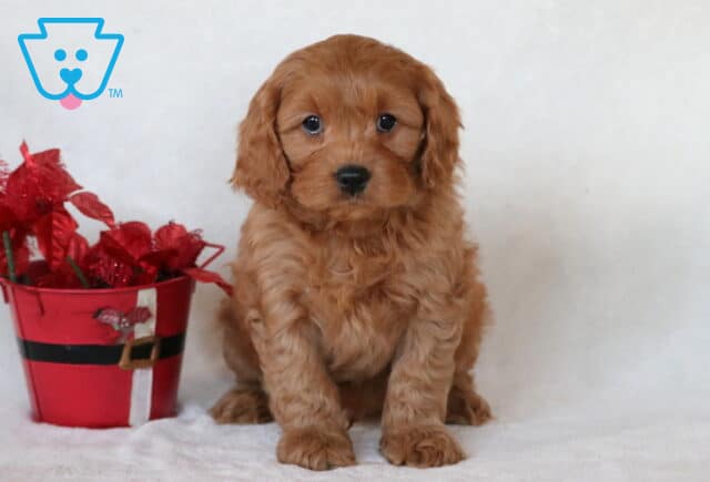 Joseph Cavapoo2 image