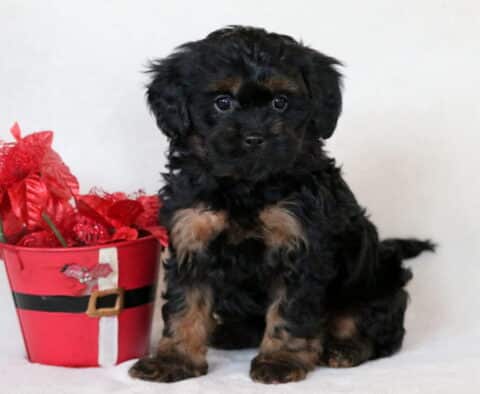 Joy Cavapoo