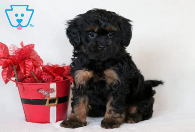 Joy Cavapoo image