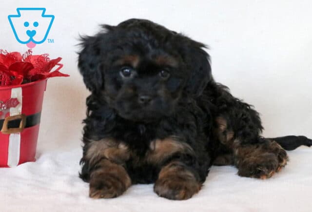 Joy Cavapoo2 image