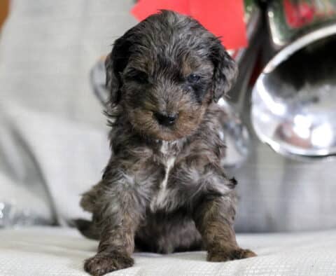 Joy Mini Goldendoodle