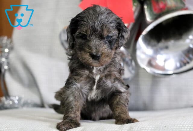 Joy Mini Goldendoodle image