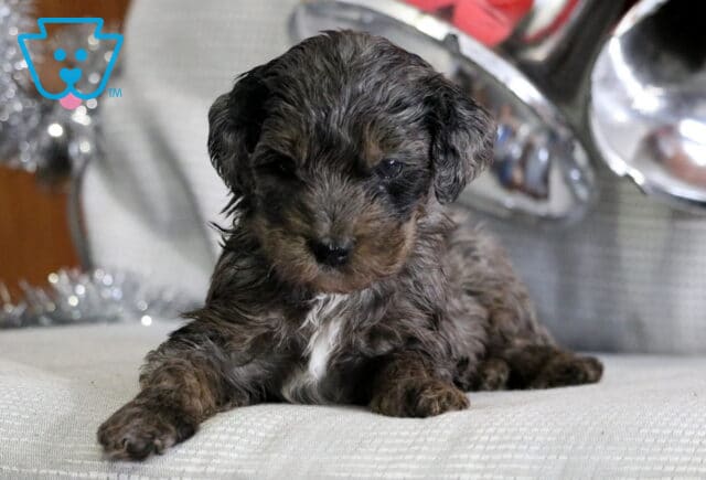 Joy Mini Goldendoodle2 image