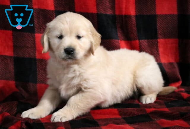 Jupiter Golden2 image