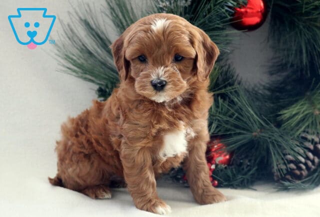 Kai Cavapoo image