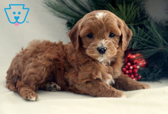 Kai Cavapoo2 image