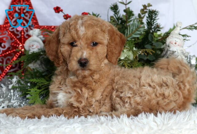 Kami Mini Goldendoodle image