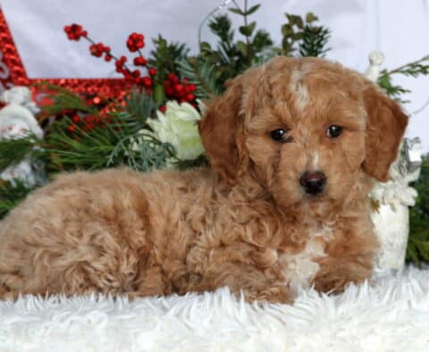 Kami Mini Goldendoodle2