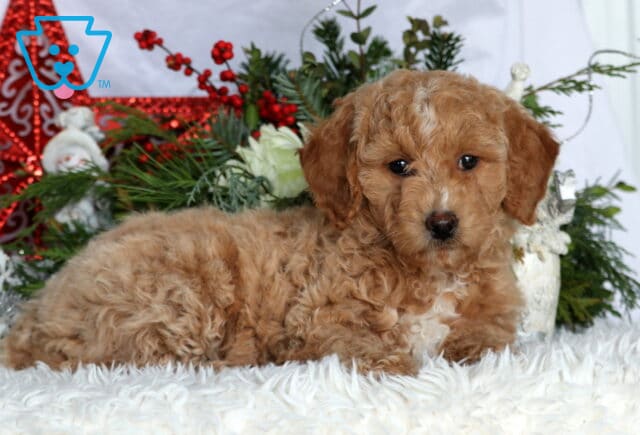 Kami Mini Goldendoodle2 image