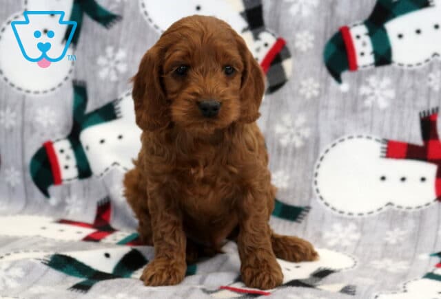 Karlson Cockpoo image