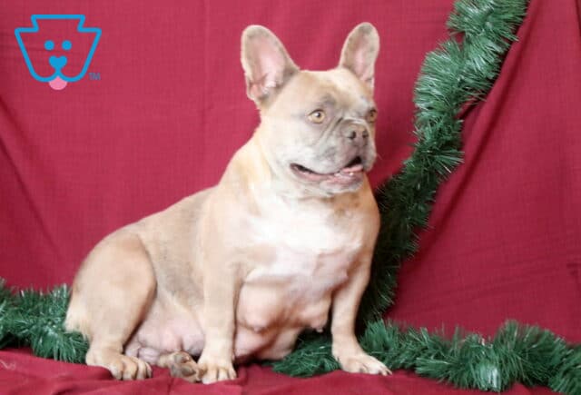 Kathy French Bulldog Abner Fisher image