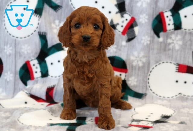 Kayerina Cockapoo image