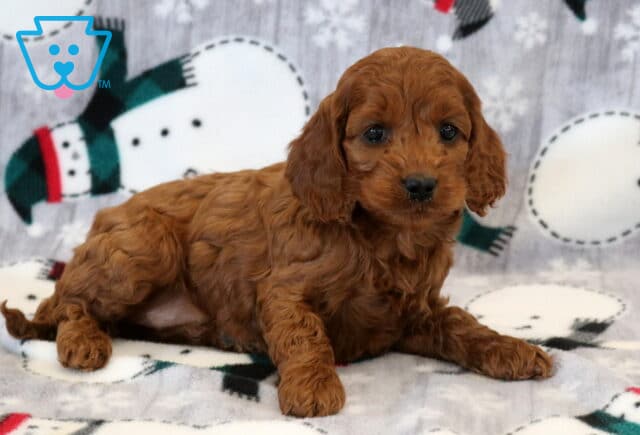 Kayerina Cockapoo2 image