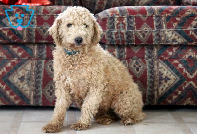 Kayla Mini Labradoodle Steve Beiler image