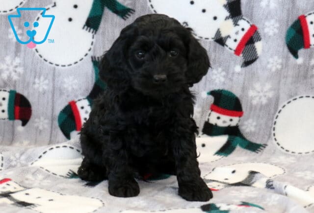 Kendan Cockapoo image