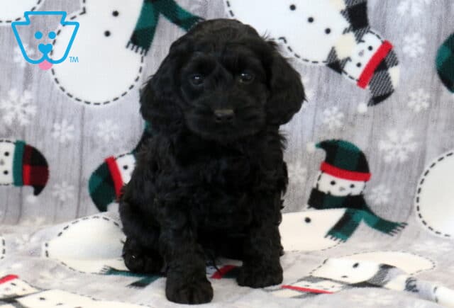 Kendan Cockapoo2 image