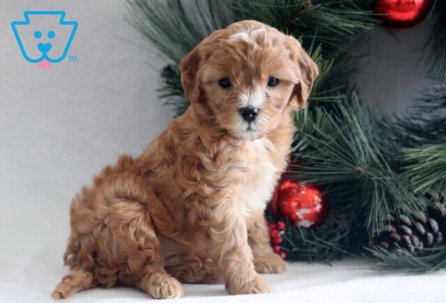 Fluffy apricot Cavapoo puppy sitting beside a Christmas tree, featuring a soft wavy coat, white markings on the face and chest, and a sweet, calm expression. image