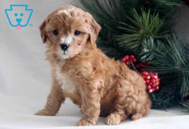 Apricot Cavapoo puppy sitting on a light backdrop beside a Christmas tree, with a curly coat, white chest markings, and an alert, gentle expression. image