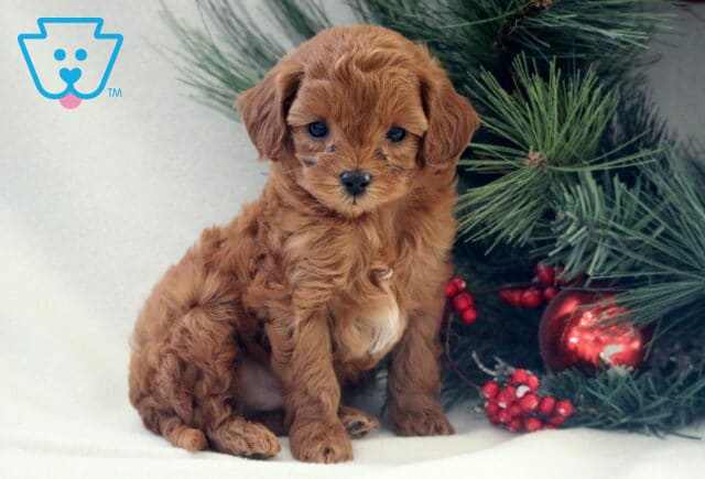 Small apricot Cavapoo puppy sitting on a white backdrop next to a festive evergreen arrangement, showing a soft wavy coat, floppy ears, and gentle dark eyes. image