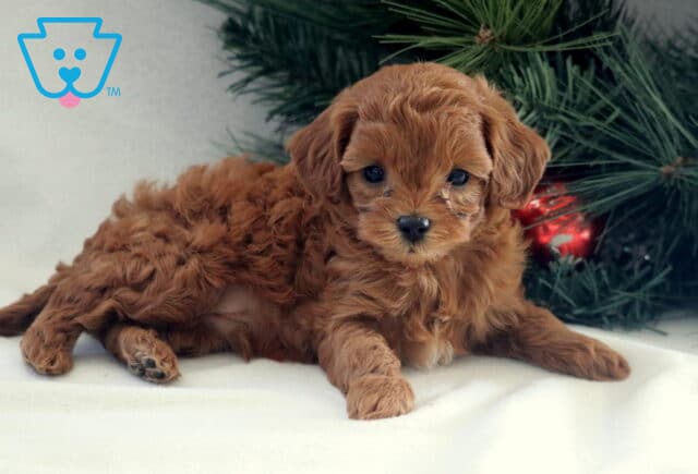Tiny apricot Cavapoo puppy lying on a soft white surface beside a holiday pine arrangement, featuring a fluffy wavy coat, floppy ears, and sweet dark eyes looking toward the camera. image