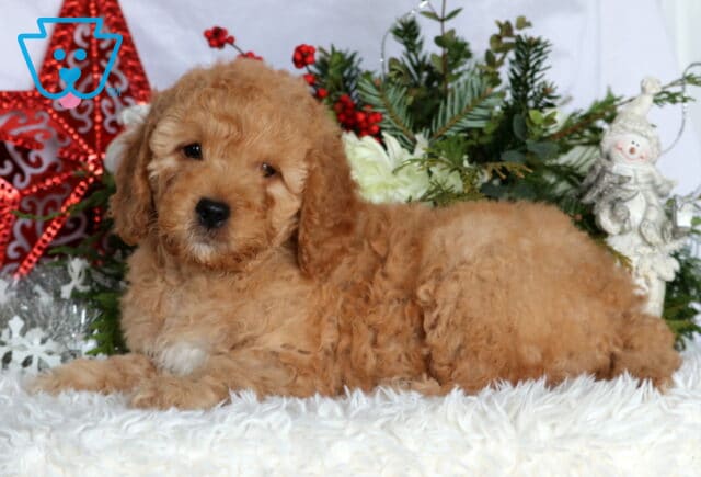 Kermit Mini Goldendoodle image