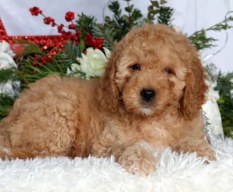Kermit Mini Goldendoodle2