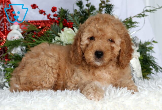 Kermit Mini Goldendoodle2 image