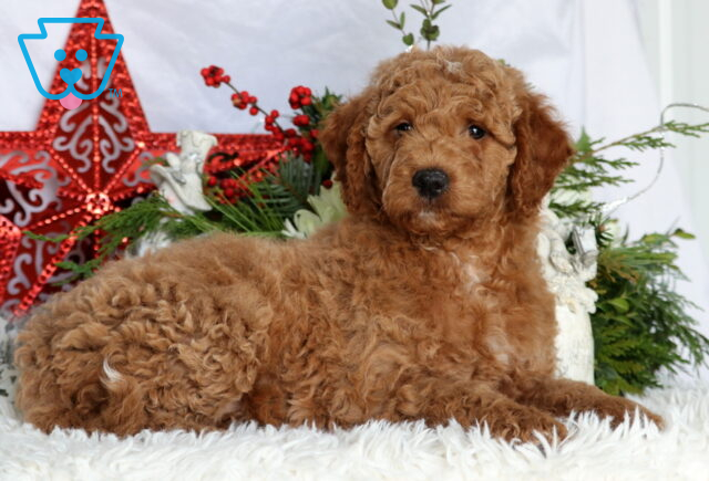 Keyla Mini Goldendoodle image
