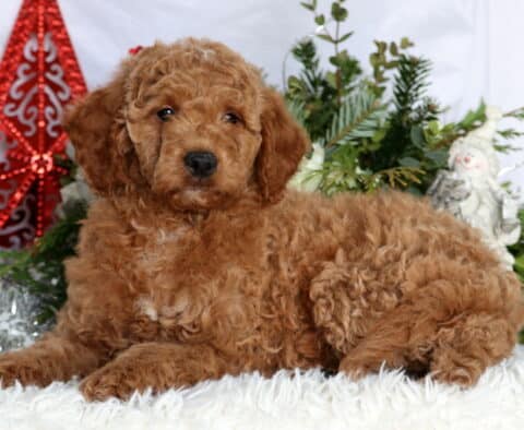 Keyla Mini Goldendoodle2