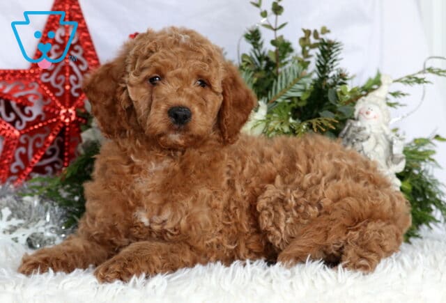 Keyla Mini Goldendoodle2 image