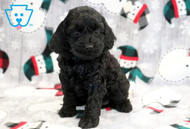 Kianna Cockapoo image