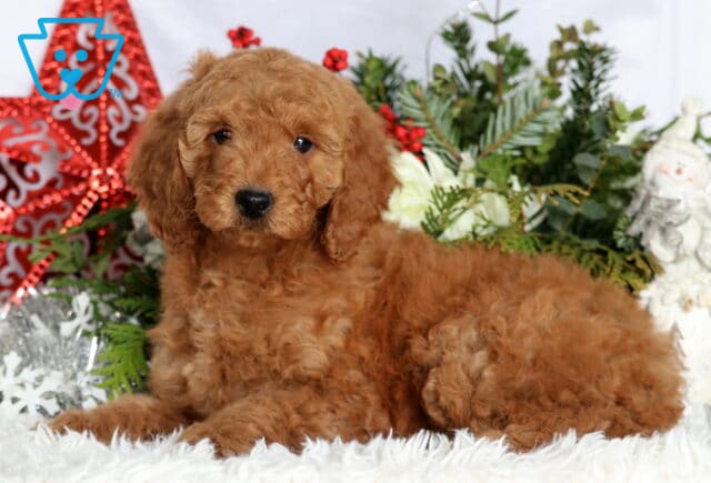 Kimmy Mini Goldendoodle image