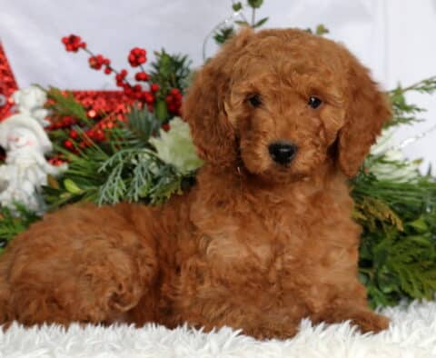 Kimmy Mini Goldendoodle2