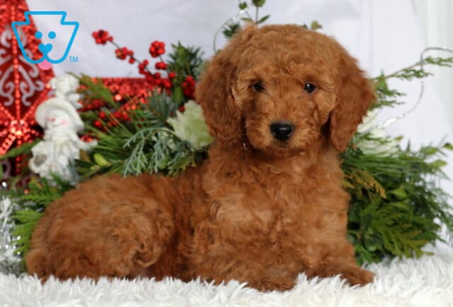 Kimmy Mini Goldendoodle2 image