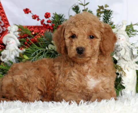 King Mini Goldendoodle