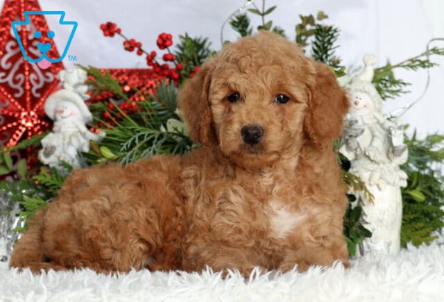King Mini Goldendoodle image