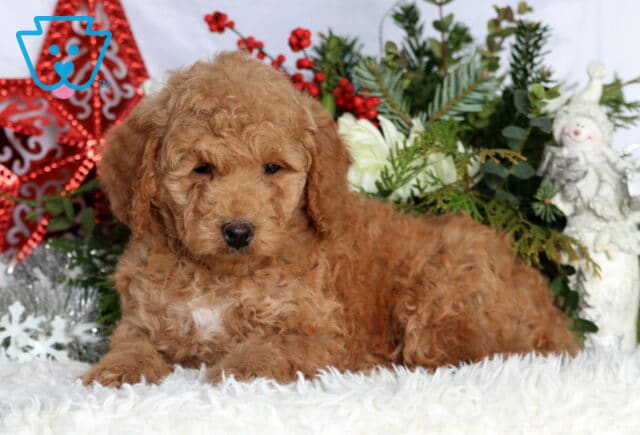 King Mini Goldendoodle2 image